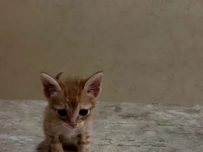 Gato raça SRD-ViraLata idade Abaixo de 2 meses nome Bia