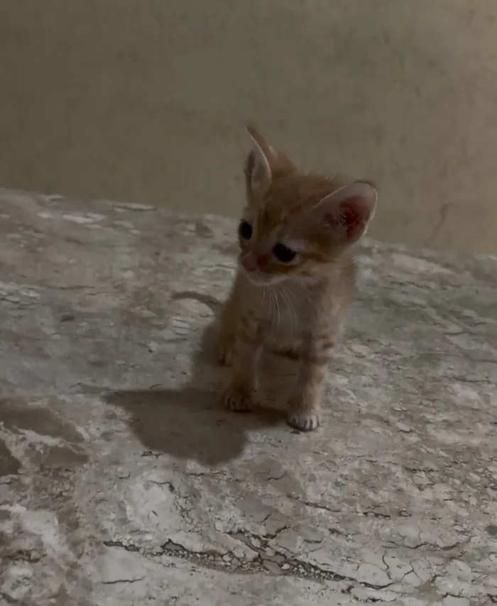 Gato raça SRD-ViraLata idade Abaixo de 2 meses nome Bia