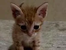 Gato raça SRD-ViraLata idade Abaixo de 2 meses nome Bia