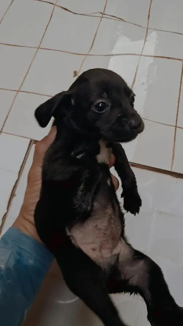Cachorro raça SRD-ViraLata idade Abaixo de 2 meses nome sem nome