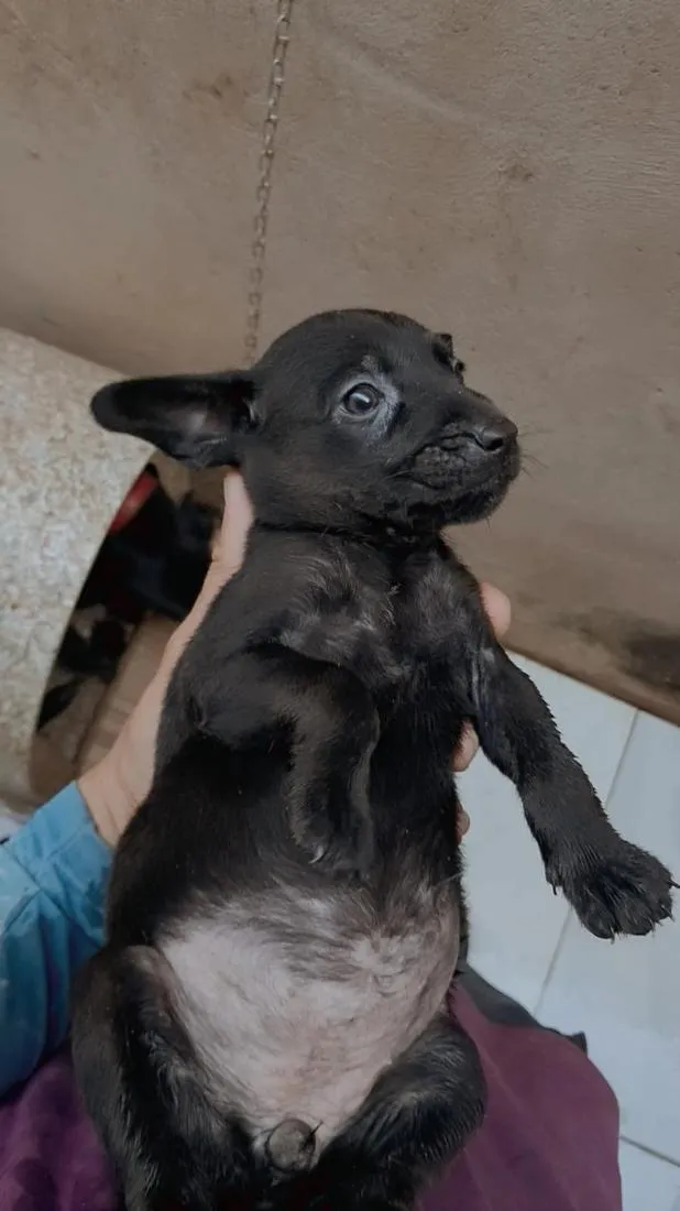 Cachorro raça SRD-ViraLata idade Abaixo de 2 meses nome sem nome