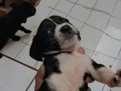 Cachorro raça SRD-ViraLata idade Abaixo de 2 meses nome sem nome