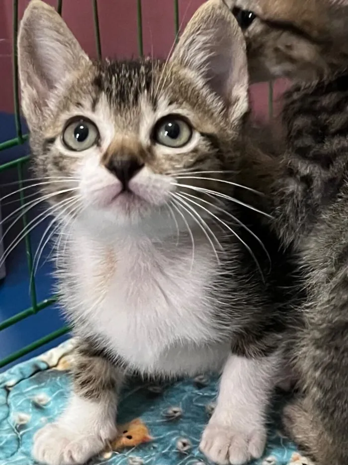 Gato raça SRD-ViraLata idade Abaixo de 2 meses nome Gigi