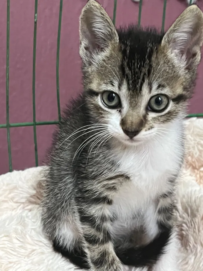 Gato raça SRD-ViraLata idade Abaixo de 2 meses nome Gigi