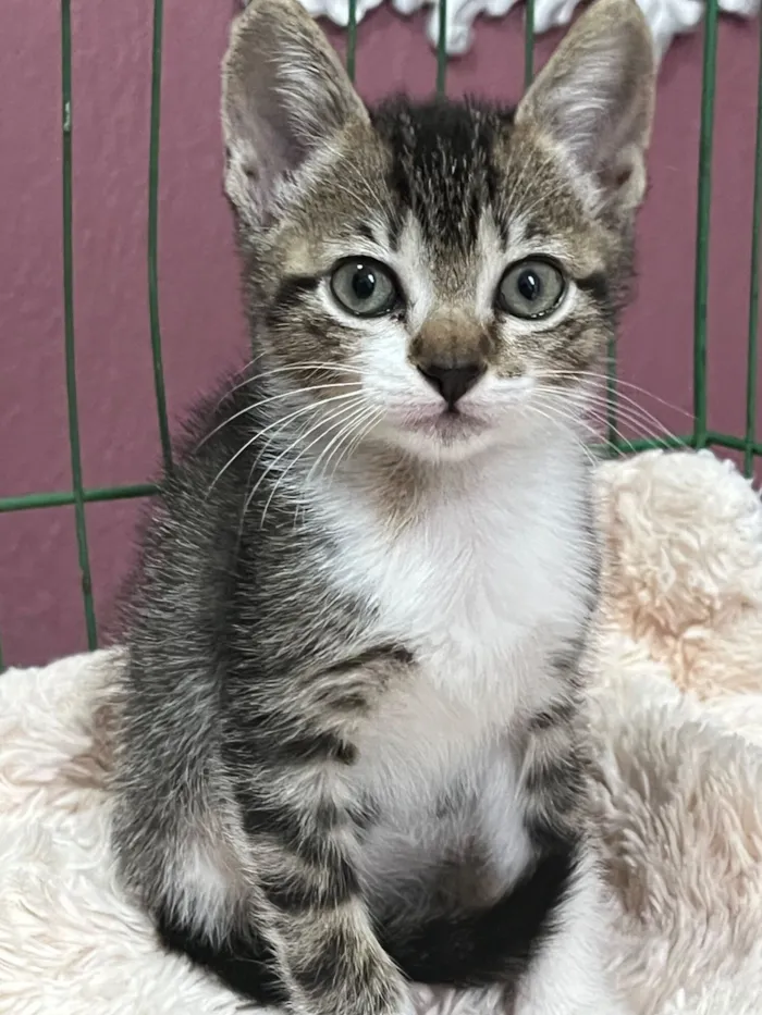 Gato raça SRD-ViraLata idade Abaixo de 2 meses nome Gigi