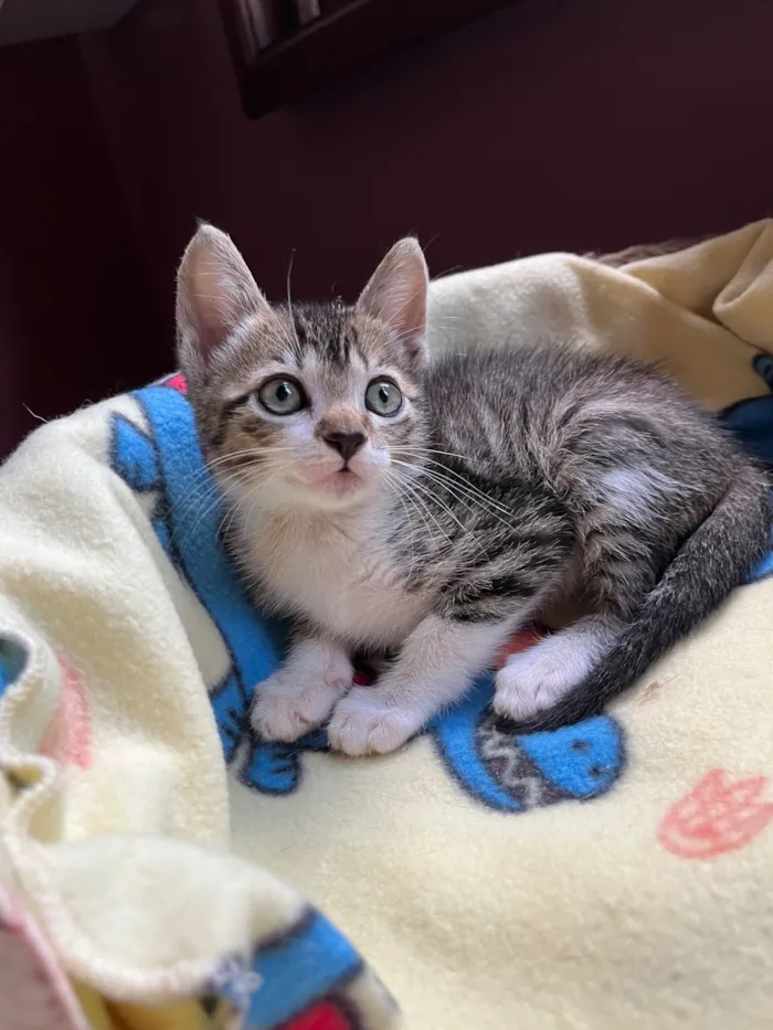 Gato raça SRD-ViraLata idade Abaixo de 2 meses nome Gigi