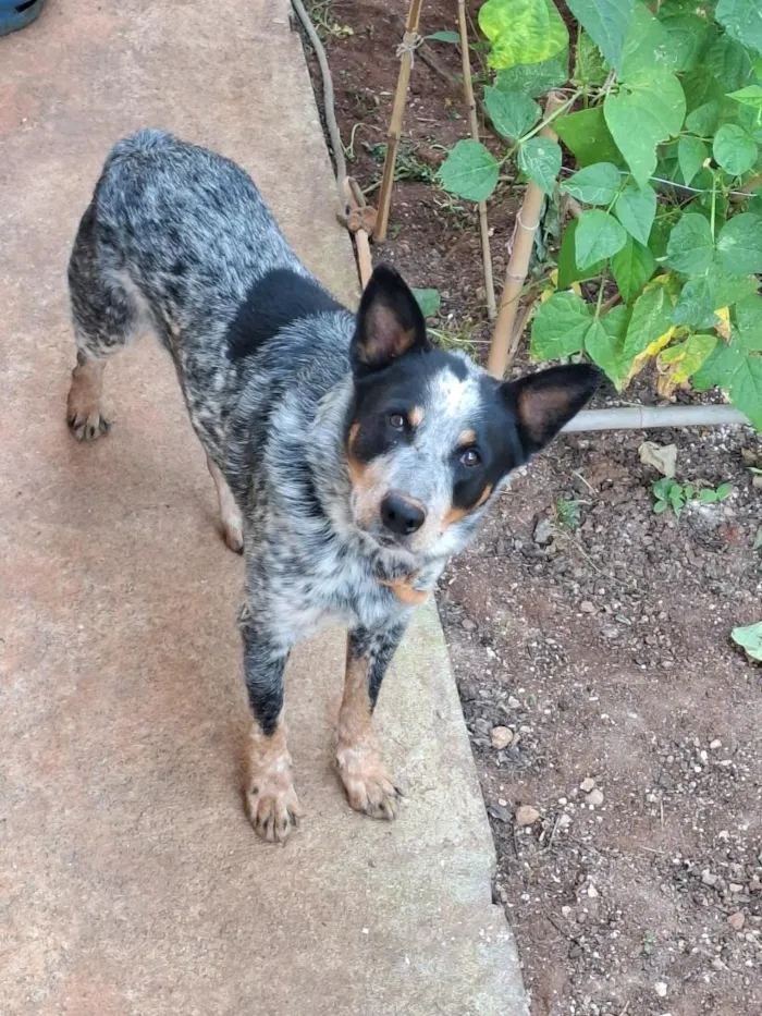 Cachorro raça Blue heeler idade 5 anos nome scooby 