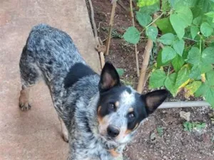 Cachorro raça Blue heeler idade 5 anos nome scooby 