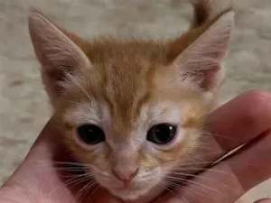 Gato raça SRD-ViraLata idade Abaixo de 2 meses nome Liz