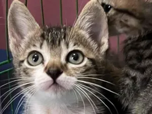 Gato raça SRD-ViraLata idade Abaixo de 2 meses nome Gigi