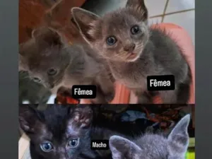 Gato raça SRD-ViraLata idade Abaixo de 2 meses nome filhotes felinos 