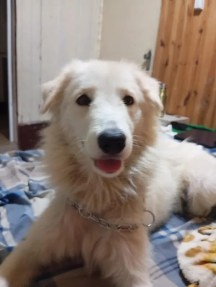 Cachorro raça SRD-ViraLata idade 2 anos nome nevasca
