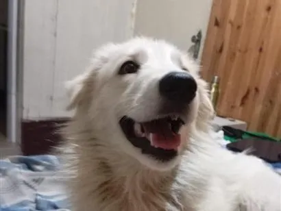 Cachorro raça SRD-ViraLata idade 2 anos nome nevasca