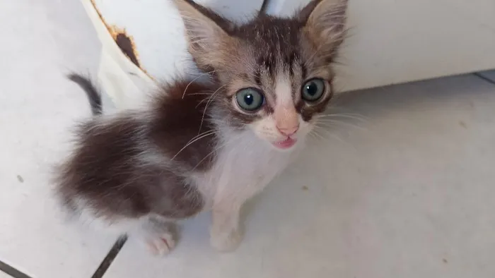 Gato raça SRD-ViraLata idade 2 a 6 meses nome Titico