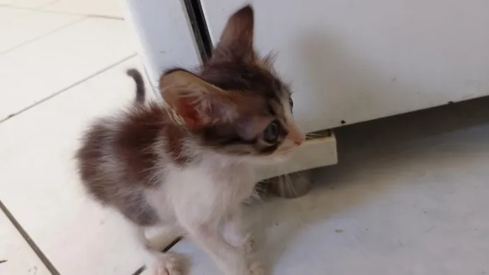 Gato raça SRD-ViraLata idade 2 a 6 meses nome Titico