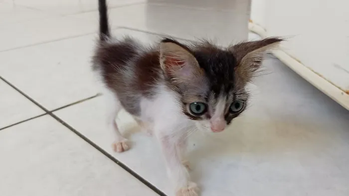 Gato raça SRD-ViraLata idade 2 a 6 meses nome Titico