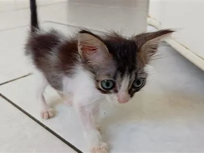 Gato raça SRD-ViraLata idade 2 a 6 meses nome Titico