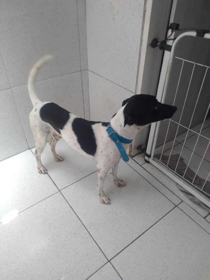 Cachorro raça SRD-ViraLata idade 1 ano nome Tor 