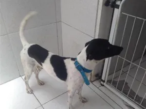 Cachorro raça SRD-ViraLata idade 1 ano nome Tor 