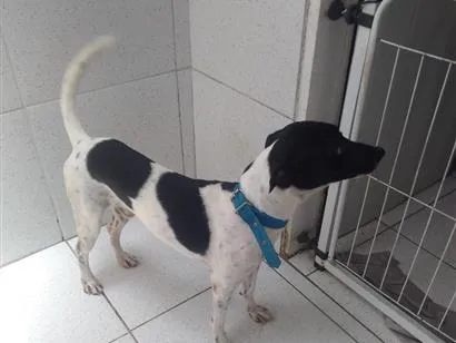 Cachorro raça SRD-ViraLata idade 1 ano nome Tor 