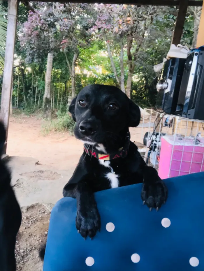 Cachorro raça SRD-ViraLata idade 2 a 6 meses nome Nega