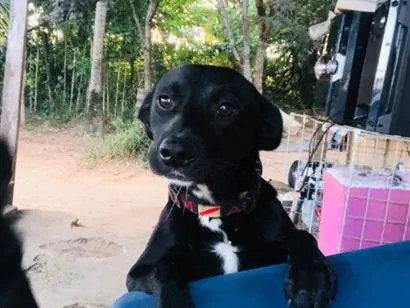 Cachorro raça SRD-ViraLata idade 2 a 6 meses nome Nega