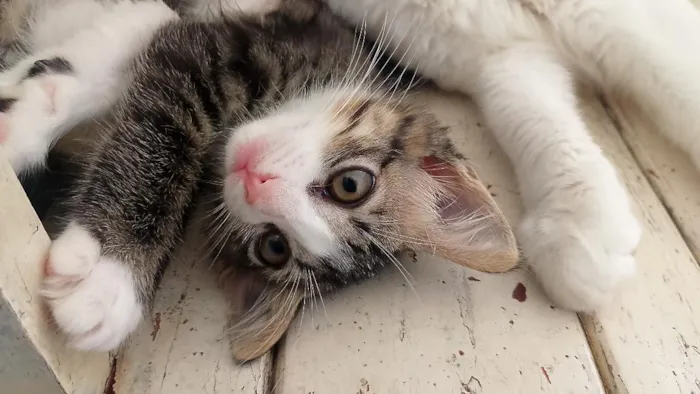 Gato raça SRD-ViraLata idade 2 a 6 meses nome Lili