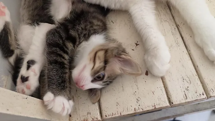 Gato raça SRD-ViraLata idade 2 a 6 meses nome Lili