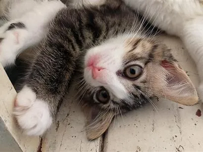 Gato raça SRD-ViraLata idade 2 a 6 meses nome Lili