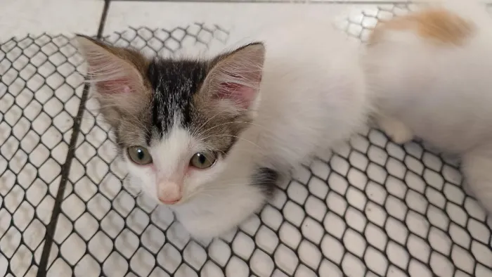 Gato raça SRD-ViraLata idade 2 a 6 meses nome Mia