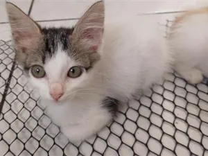 Gato raça SRD-ViraLata idade 2 a 6 meses nome Mia