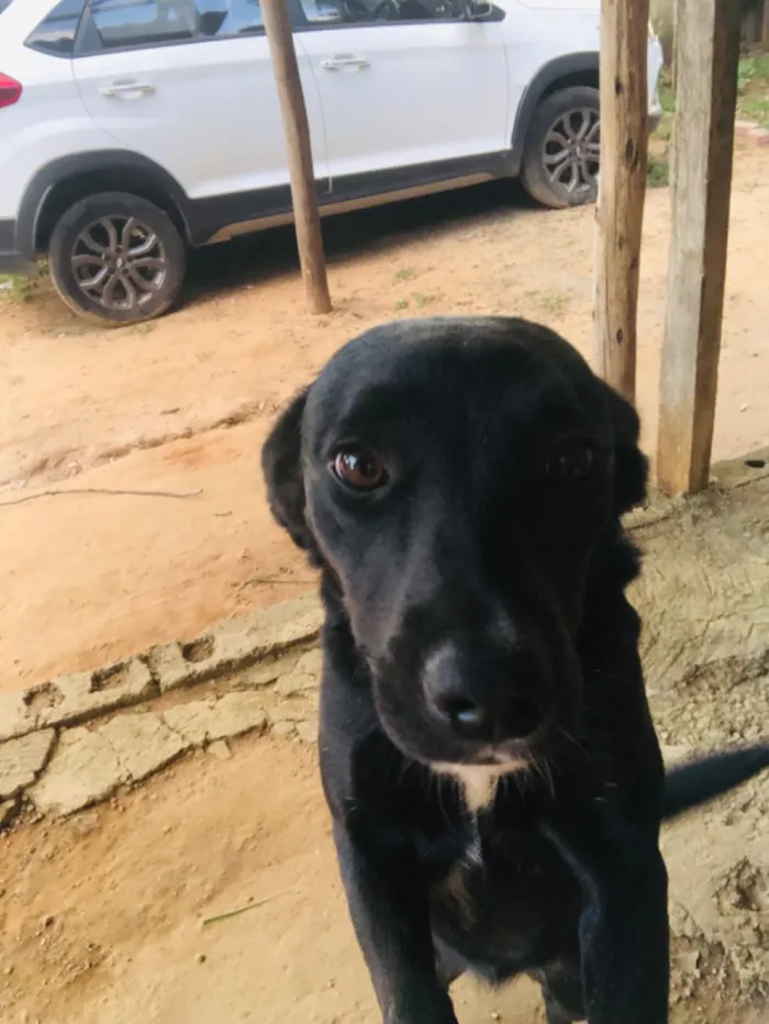 Cachorro raça SRD-ViraLata idade 2 a 6 meses nome Neguinha