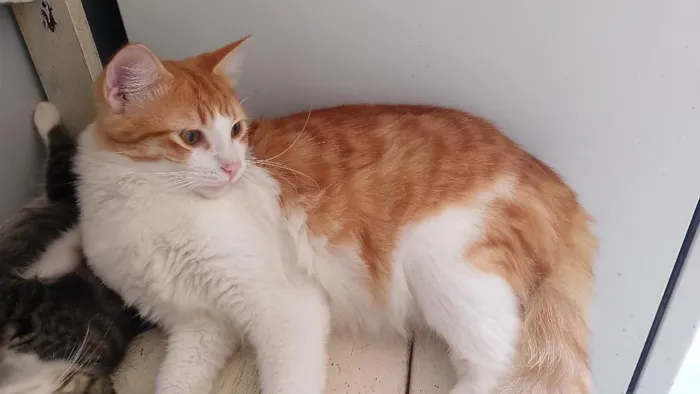 Gato raça SRD-ViraLata idade 7 a 11 meses nome Francisco