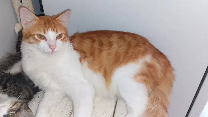 Gato raça SRD-ViraLata idade 7 a 11 meses nome Francisco