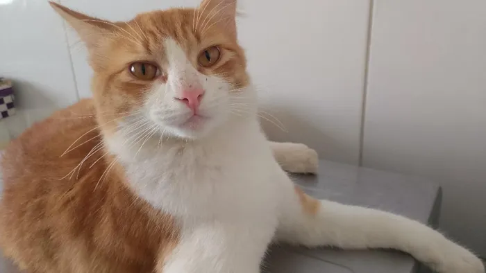 Gato raça SRD-ViraLata idade 7 a 11 meses nome Nick