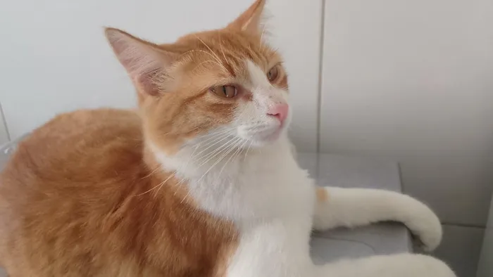 Gato raça SRD-ViraLata idade 7 a 11 meses nome Nick