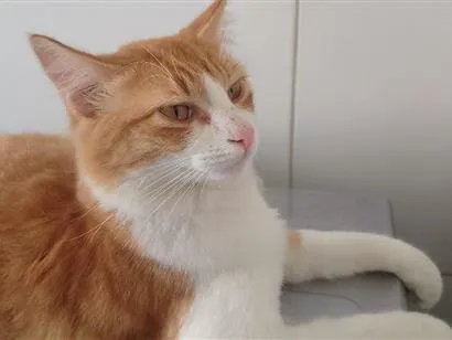 Gato raça SRD-ViraLata idade 7 a 11 meses nome Nick