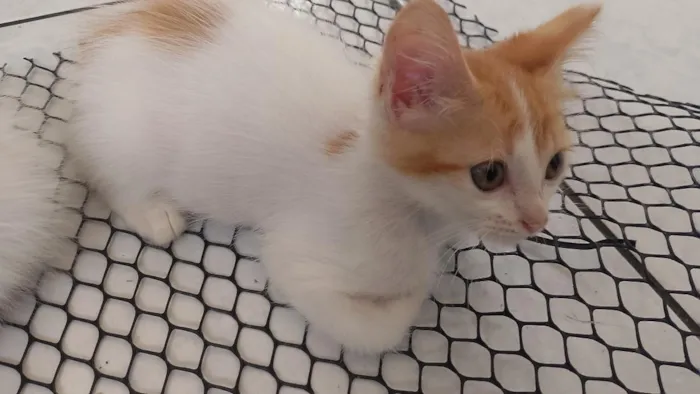 Gato raça SRD-ViraLata idade 2 a 6 meses nome Laranjinha