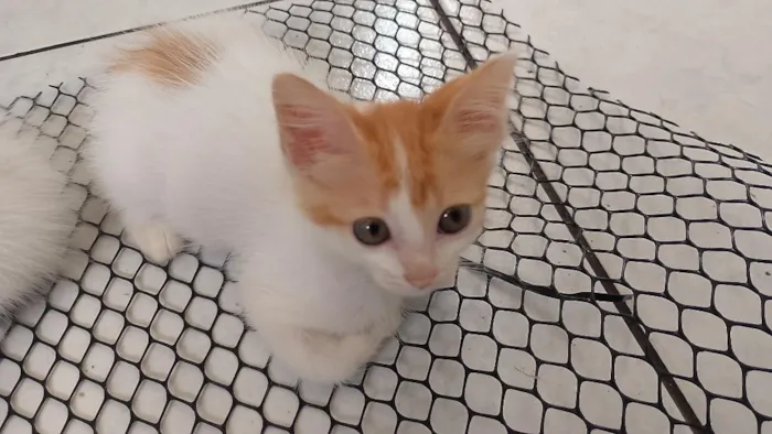 Gato raça SRD-ViraLata idade 2 a 6 meses nome Laranjinha