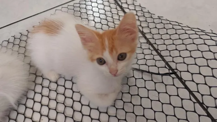 Gato raça SRD-ViraLata idade 2 a 6 meses nome Laranjinha
