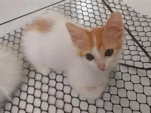 Gato raça SRD-ViraLata idade 2 a 6 meses nome Laranjinha