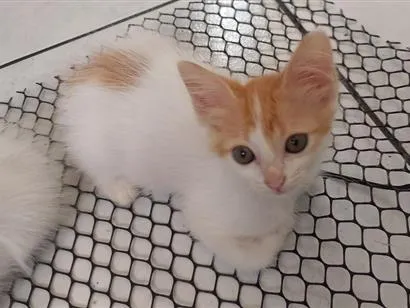 Gato raça SRD-ViraLata idade 2 a 6 meses nome Laranjinha