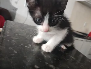 Gato raça SRD-ViraLata idade Abaixo de 2 meses nome Stefany 