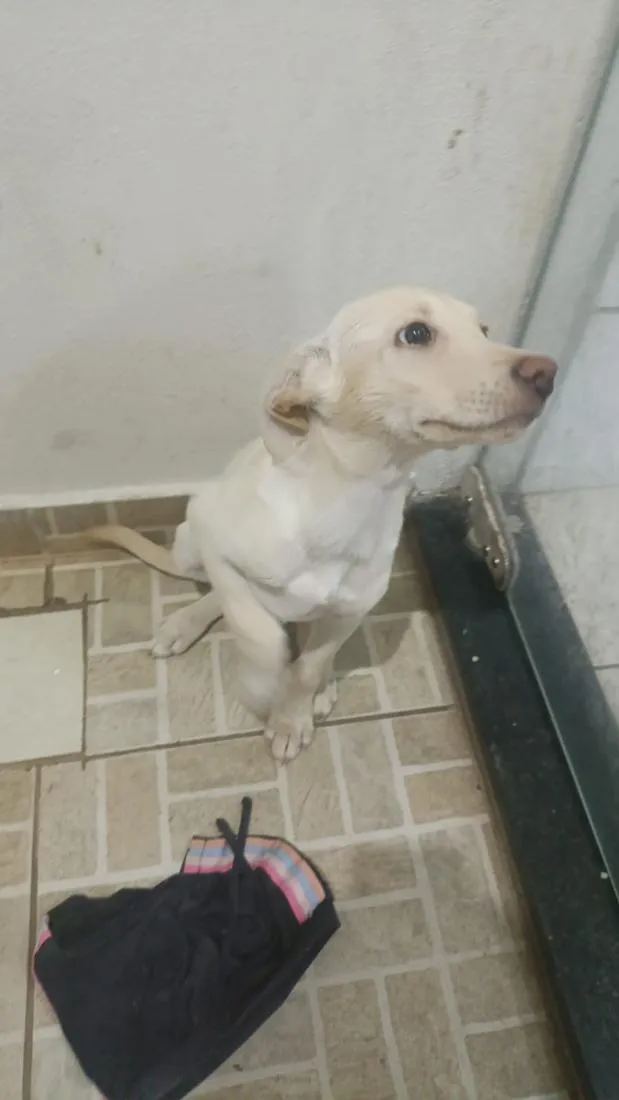 Cachorro raça SRD-ViraLata idade 2 a 6 meses nome cristal 
