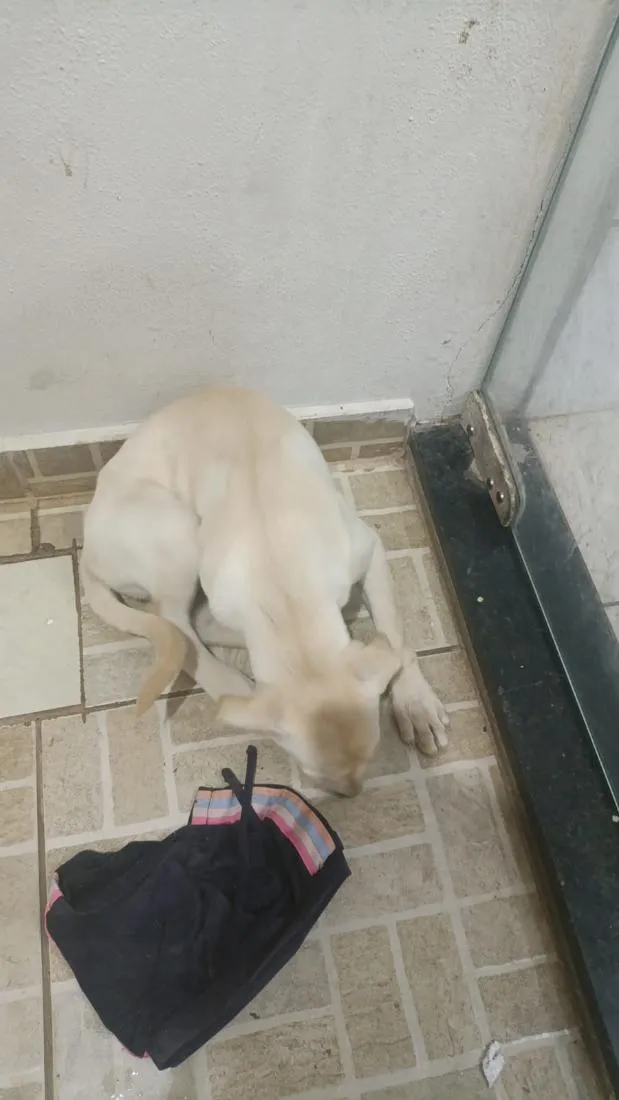 Cachorro raça SRD-ViraLata idade 2 a 6 meses nome cristal 