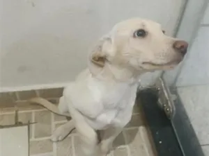 Cachorro raça SRD-ViraLata idade 2 a 6 meses nome cristal 
