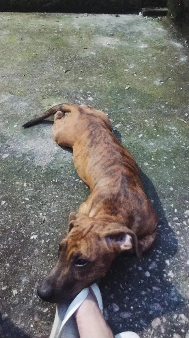 Cachorro raça SRD-ViraLata idade 2 a 6 meses nome Tigrinho 