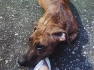 Cachorro raça SRD-ViraLata idade 2 a 6 meses nome Tigrinho 