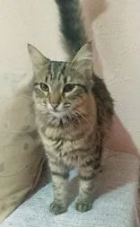 Gato raça SRD-ViraLata idade 2 a 6 meses nome PENÉLOPE