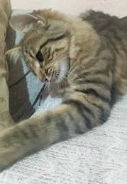 Gato raça SRD-ViraLata idade 2 a 6 meses nome PENÉLOPE